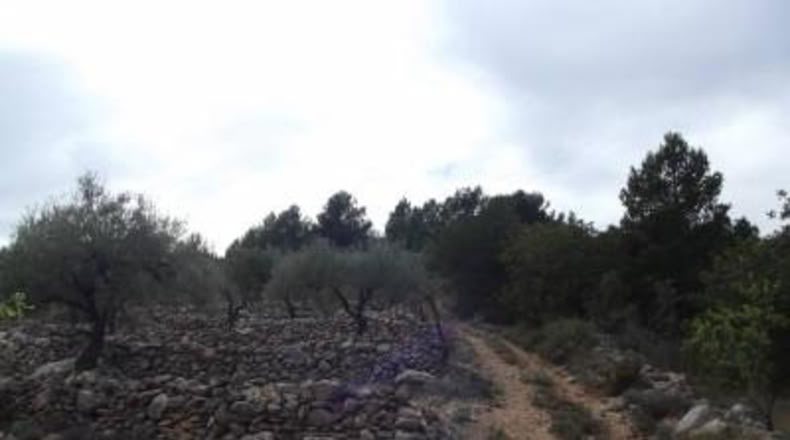 Castellón - Vilafamés - 6581m2