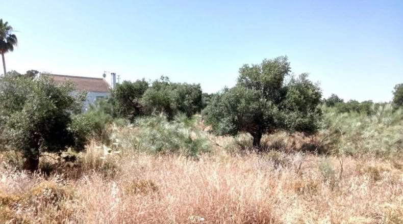 Sevilla - Castilblanco de los Arroyos - 2500m2