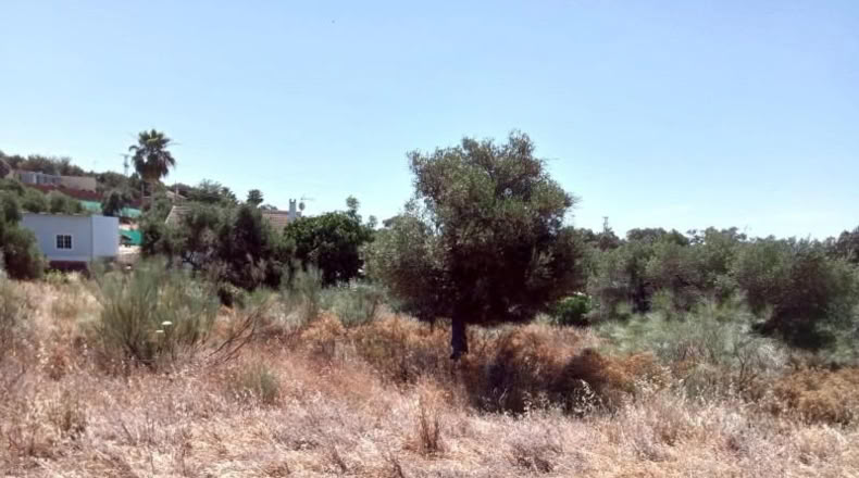 Sevilla - Castilblanco de los Arroyos - 2500m2
