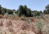 Terreny no urbanitzable en venda a la España, Castilblanco de los Arroyos, ref.: TR131130 foto