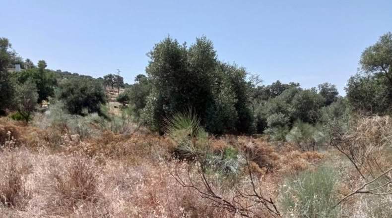 Sevilla - Castilblanco de los Arroyos - 2500m2