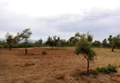 Xalet independent amb terreny en venda a la España, Arenys de Lledó, ref.: TR337482 foto