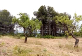Arens de Lledó 22577&nbsp;m²