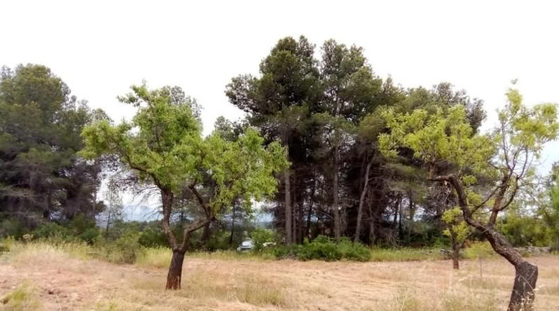 Teruel - Arens de Lledó - 22577m2
