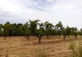 Xalet independent amb terreny en venda a la España, Arenys de Lledó, ref.: TR337482 foto