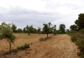 Xalet independent amb terreny en venda a la España, Arenys de Lledó, ref.: TR337482 foto
