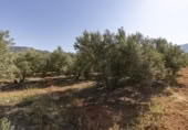 Non-developable land for sale on España, Cozvíjar, ref: TR325983 photo