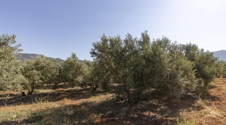 Granada - Косвихар - 1802m2