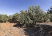 Non-developable land for sale on España, Cozvíjar, ref: TR325983 photo
