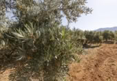 Non-developable land for sale on España, Cozvíjar, ref: TR325983 photo