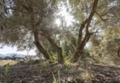 Non-developable land for sale on España, Cozvíjar, ref: TR325983 photo