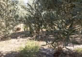 Non-developable land for sale on España, Cozvíjar, ref: TR325983 photo