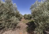 Non-developable land for sale on España, Cozvíjar, ref: TR325983 photo