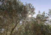 Non-developable land for sale on España, Cozvíjar, ref: TR325983 photo