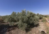 Non-developable land for sale on España, Cozvíjar, ref: TR325983 photo