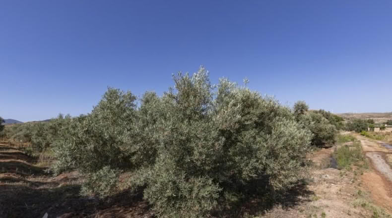 Granada - Косвихар - 1802m2