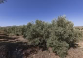 Non-developable land for sale on España, Cozvíjar, ref: TR325983 photo