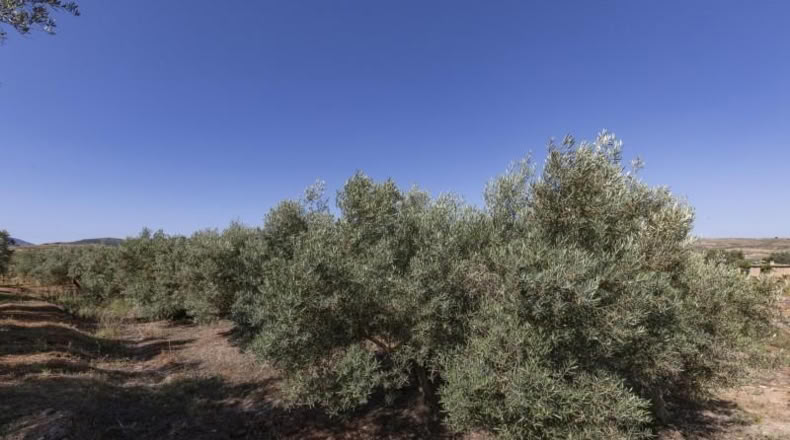Granada - Косвихар - 1802m2