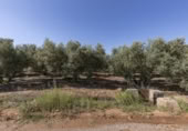 Non-developable land for sale on España, Cozvíjar, ref: TR325983 photo