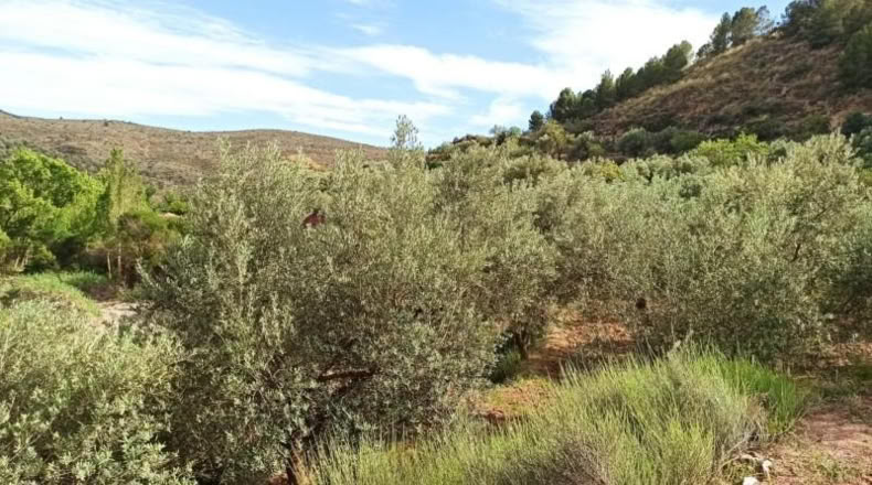 Almeria - Alcolea - 2300m2