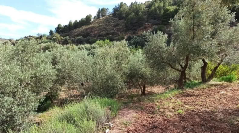 Almeria - Alcolea - 2300m2
