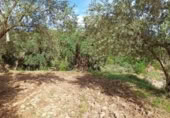 Terreny no urbanitzable en venda a la España, Alcolea, ref.: TR130760 foto