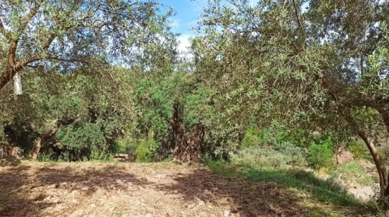 Almeria - Alcolea - 2300m2