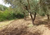 Terreny no urbanitzable en venda a la España, Alcolea, ref.: TR130760 foto