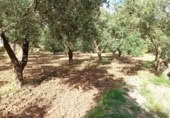 Terreny no urbanitzable en venda a la España, Alcolea, ref.: TR130760 foto