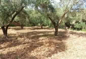 Terreny no urbanitzable en venda a la España, Alcolea, ref.: TR130760 foto