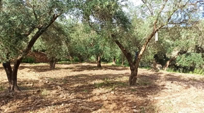 Almeria - Alcolea - 2300m2
