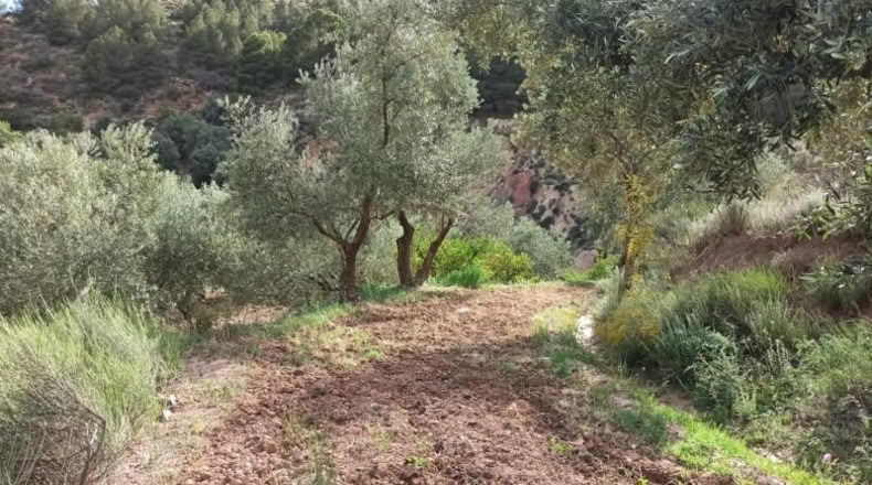 Almeria - Alcolea - 2300m2