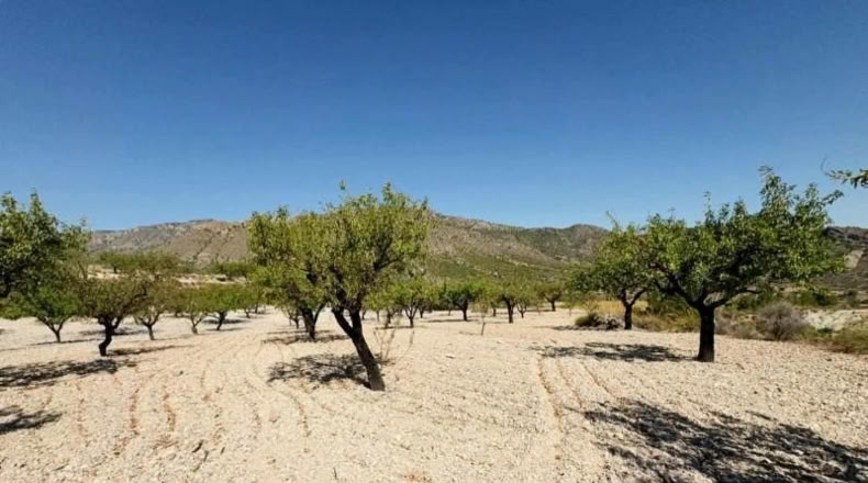 Murcia - Ricote - 8512m2