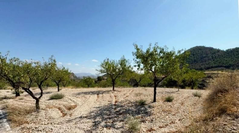Murcia - Ricote - 8512m2