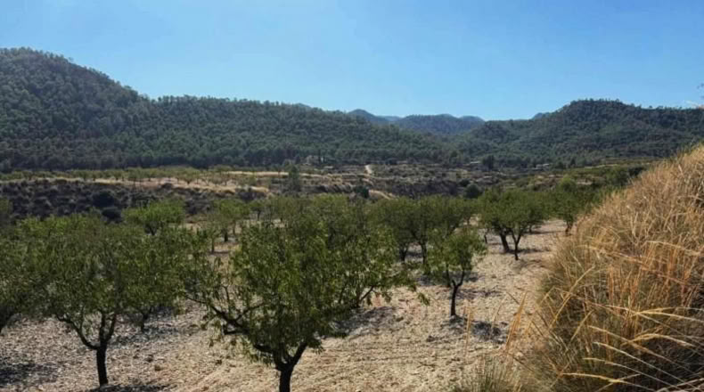 Murcia - Ricote - 8512m2