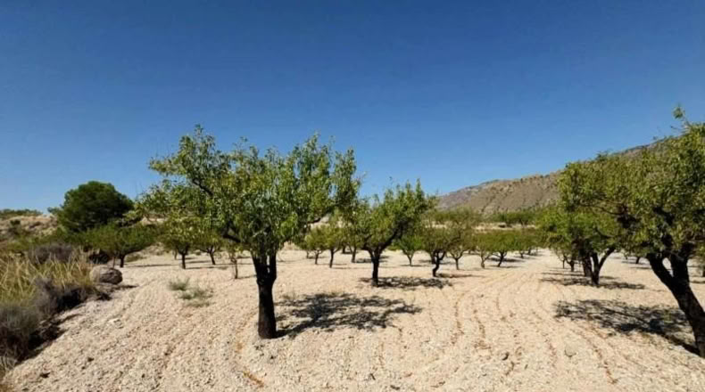 Murcia - Ricote - 8512m2
