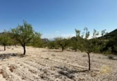 Terreno no urbanizable en venta en la España, Ricote, ref: TR341367 foto