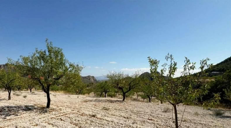 Murcia - Ricote - 8512m2