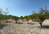 Terreno no urbanizable en venta en la España, Ricote, ref: TR341367 foto