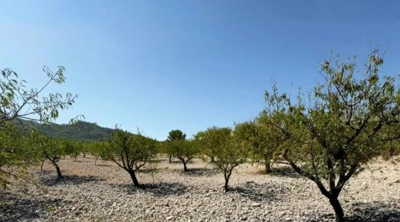 Murcia - Ricote - 8512m2