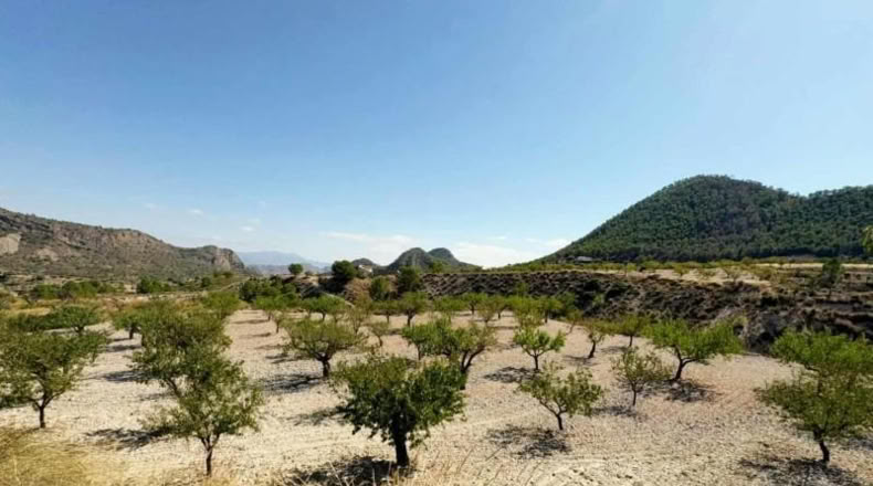 Murcia - Ricote - 8512m2