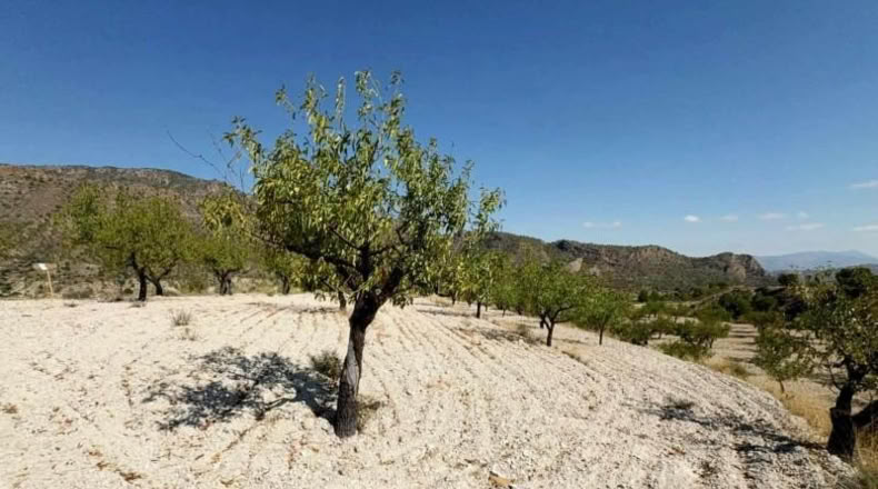 Murcia - Ricote - 8512m2