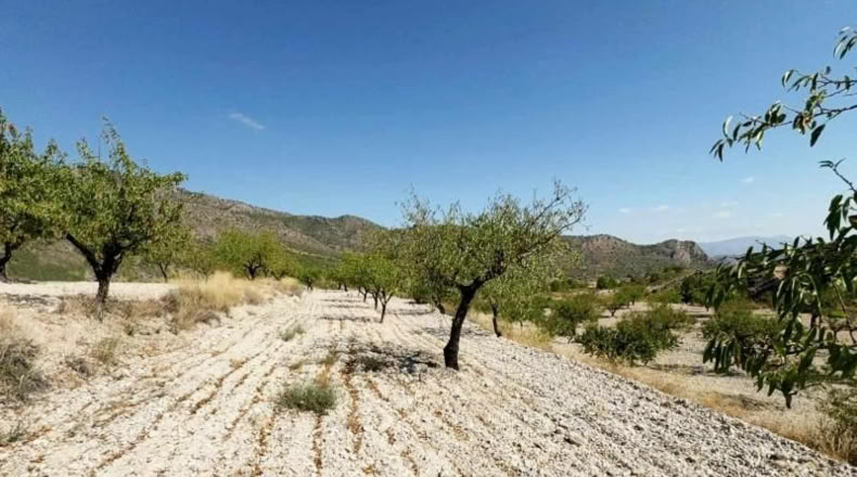 Murcia - Ricote - 8512m2