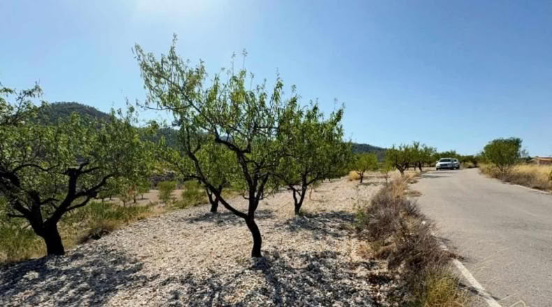 Murcia - Ricote - 8512m2