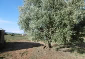 Finca rústica en venda a la España, la Vall d'Alba, ref.: TR303039 foto