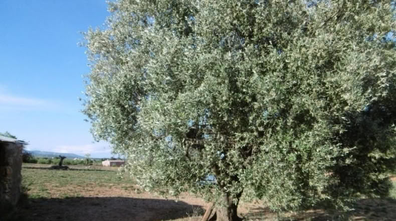 Castellón - Vall d'Alba - 6707m2