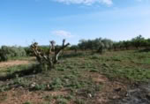 Finca rústica en venda a la España, la Vall d'Alba, ref.: TR303039 foto