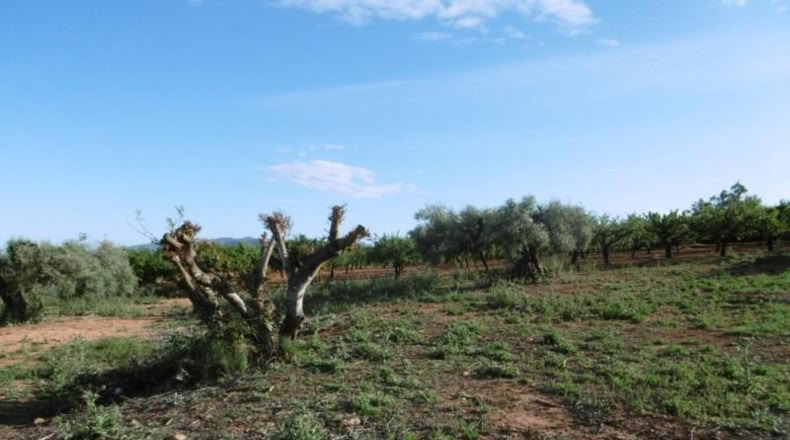 Castellón - Vall d'Alba - 6707m2