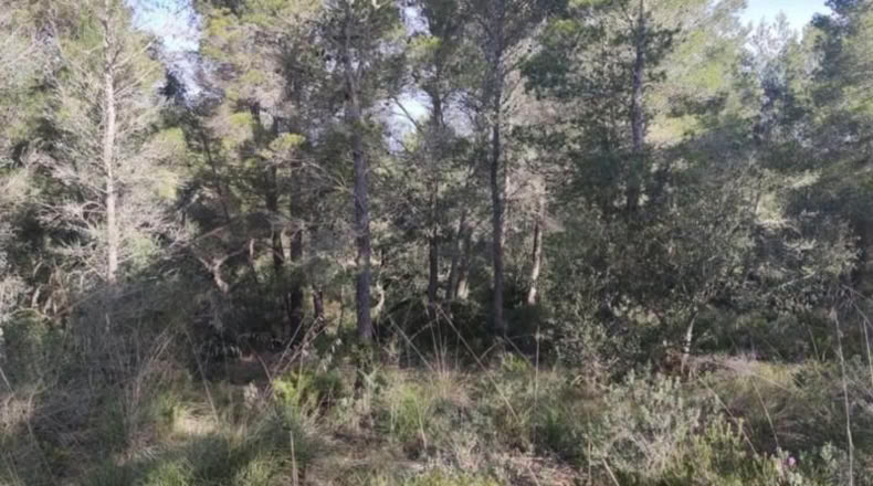 Balearic Islands - Felanitx - 3500m2