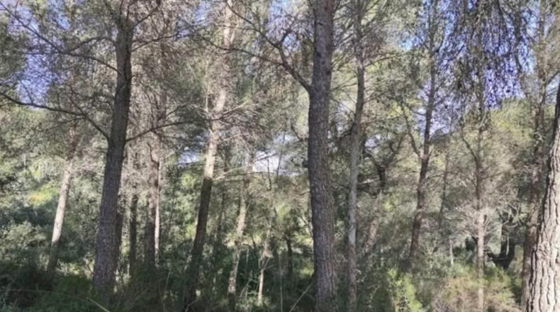 Balearic Islands - Felanitx - 3500m2
